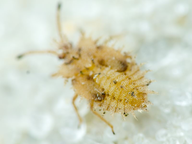 Tingis (Tropidocheila) reticulata Herrich-Schäffer, 1835
